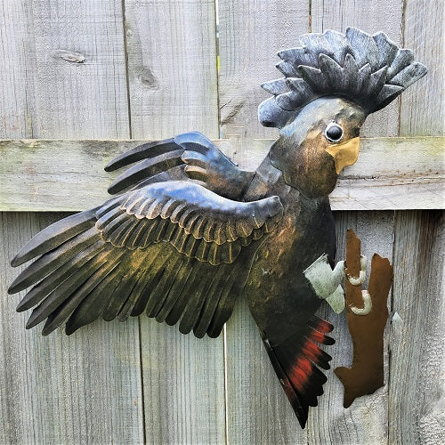 Black Cockatoo in Flight