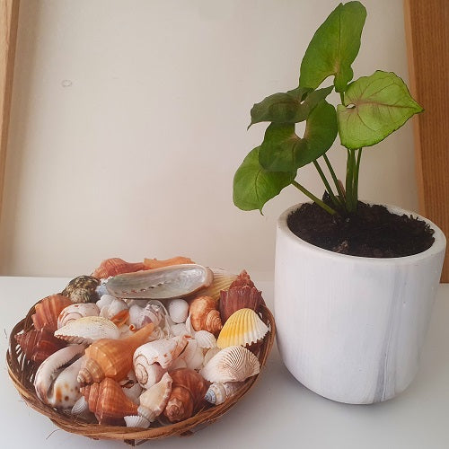 Basket of Assorted Shells